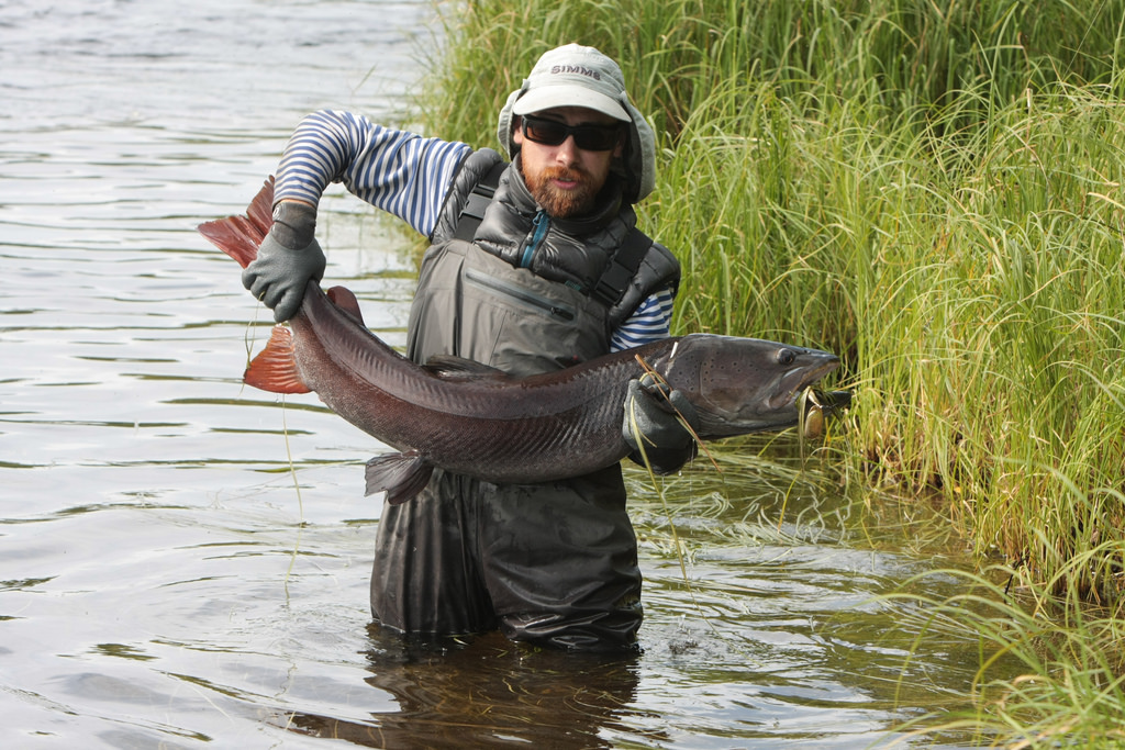 taimen fishing