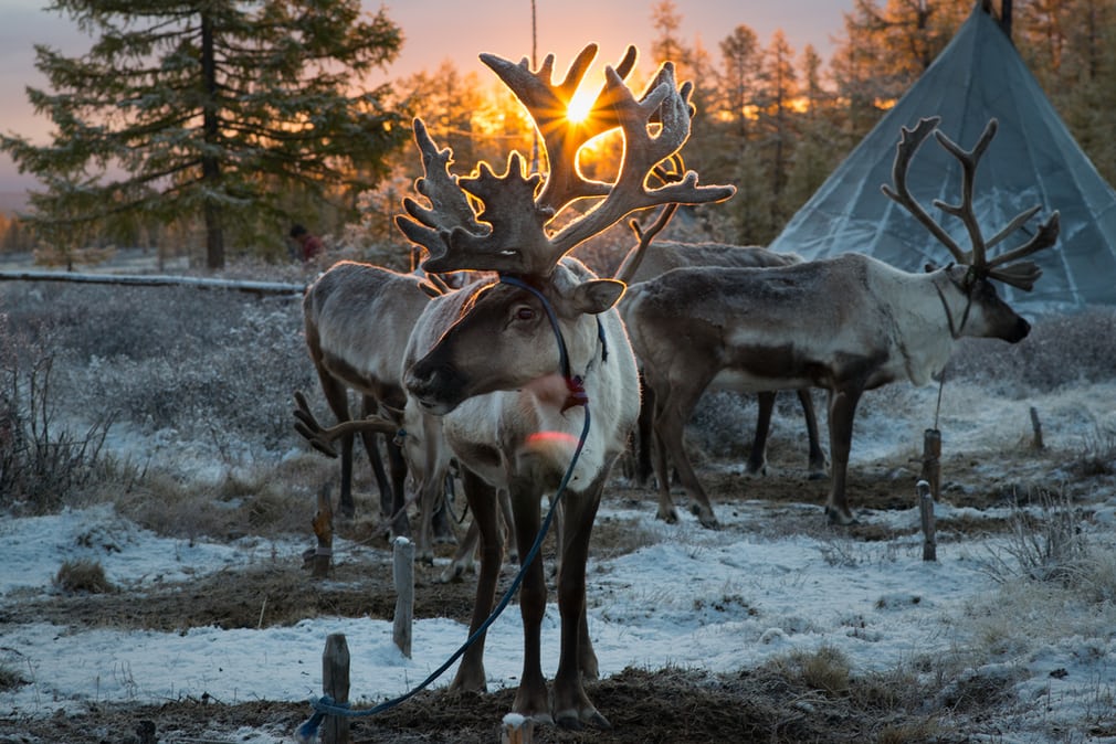 reindeer