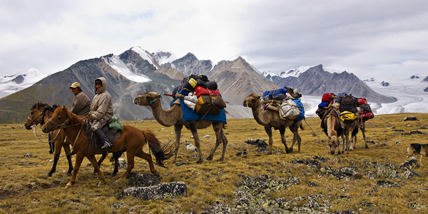 Altai trekking camel support