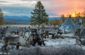 reindeer herder
