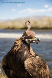 golden eagle